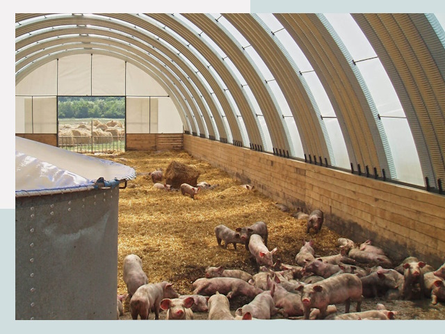 Строительство свинарников в Протвине